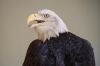 03_Bald_Eagle_IMG1238.jpg