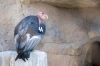 03_californische_condor_IMG1303.jpg