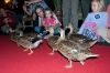0802_peabody_ducks_RDB0027.jpg