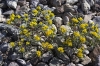 Bestandsnaam=1001_desertflowers__RDB0009.jpg
Bestandsgrootte=653KiB
Afmetingen = 900x600
Datum toegevoegd = okt 02, 2011 1001_desertflowers__RDB0009.jpg