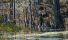 1102_swamp_natchez_RDB0026.jpg