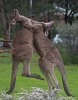 12_RB_1990_kangaroo_battle.jpg