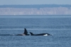 14_ORCAS__IMG6131.jpg