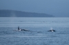 14_ORCAS__IMG6164.jpg