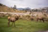 14_yellowstone_mammoth_springs__IMG2285.jpg