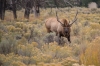 14_yellowstone_mammoth_springs__IMG2296.jpg