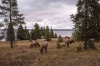 16_Elk__IMG2548.jpg