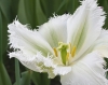 2013Keukenhof_0156_kopie.jpg