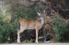 Bestandsnaam=3009_bb_deer_chisos_htl__RDB0144_copy.jpg
Bestandsgrootte=630KiB
Afmetingen = 900x600
Datum toegevoegd = okt 01, 2011 3009_bb_deer_chisos_htl__RDB0144_copy.jpg