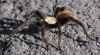 Bestandsnaam=3009_bb_tarantula__RDB0176.jpg
Bestandsgrootte=413KiB
Afmetingen = 900x497
Datum toegevoegd = okt 01, 2011 3009_bb_tarantula__RDB0176.jpg