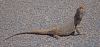 5_RB_0949_lizard.jpg
