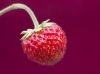 Aardbei_0014.jpg