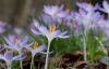 Boerenkrokus_feb_2020_005.jpg