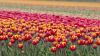Bollenstreek_0041.jpg