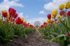 Bollenstreek_0051.jpg