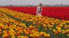 Bollenstreek_0169.jpg