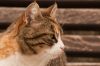 CastellliinChianti_poes_0190.jpg