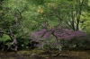 Clingendael_0025.jpg