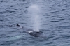 Humpback_whales_0160.jpg