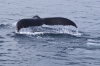 Humpback_whales_0211.jpg