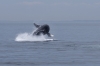 Humpback_whales_0256.jpg