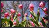 IMGP1192_www-reginus-nlkopie.jpg