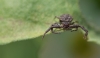 J_Kalamazoo_Nature_center_7_jun__283029_black_spider.jpg