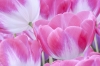 Keukenhof_0129.JPG