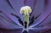 Keukenhof_0140.JPG