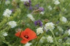 Kortenhoef__116a.jpg