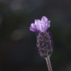 Lavendula_foetidus_0145.jpg