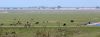 Oostvaardersplassen_0092.jpg