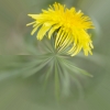 Paardenbloem4bewerkt.jpg