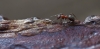 Rode_Bosmier_Dorst_RDB8959.jpg