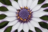 Spaansemargriet_0001.jpg