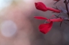 VIJVERPLANT_0011.jpg