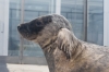Zeehond_A_Seal_Stellendam_0033.jpg