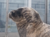 Zeehond_A_Seal_Stellendam_0035b.jpg