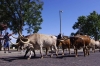 _RDB0061cattledrive_copy.jpg