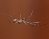 _SPIN_macro_mrt12_0067_kopie2.JPG