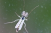 _macro120422__0118_kopie.jpg