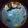 a_aquarium_met_haai_Monterey_185.jpg