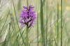 a_rietorchis_Drenthe_694.jpg