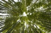 bamboo_Botanische_TuinUtrecht_0087.jpg