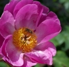 bloem_en_vlieg_RDB0147.jpg