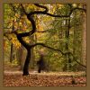 geestinhetbos20091025_LageVuursche_0044.jpg