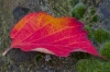 herfstblad_0001_kopie.jpg