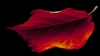 herfstblad_0051_kopie.jpg