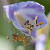 hosta_en_spin_09_kopie.JPG