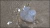 jellyfishoregondunescoast_RDB1371.jpg
